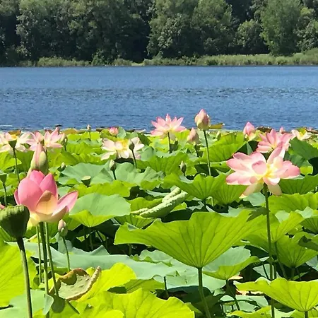 Water Lily アパート *