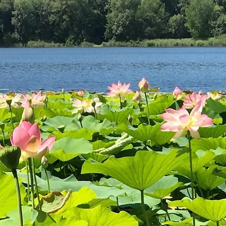Water Lily Appartamento *