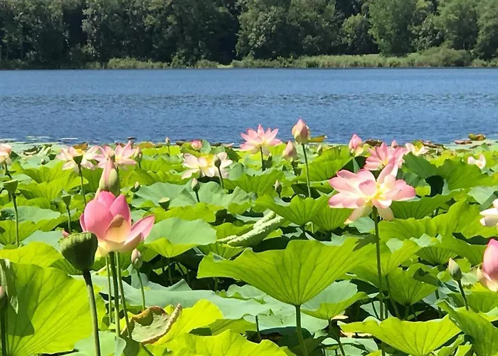 Water Lily Apartament *